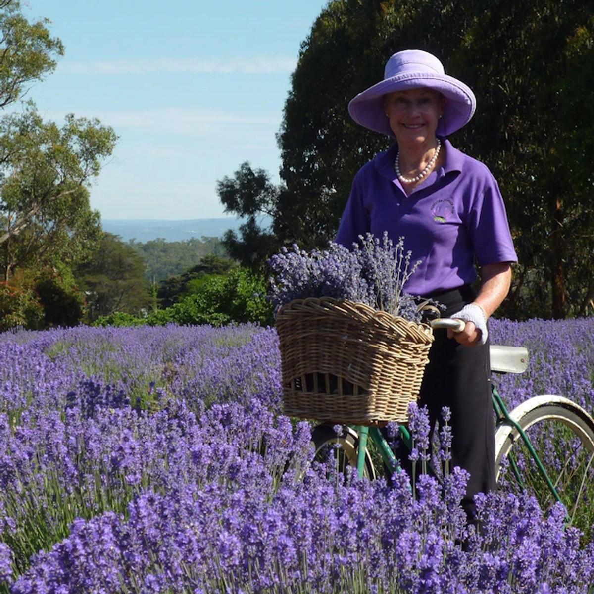 Warratina Lavender Farm