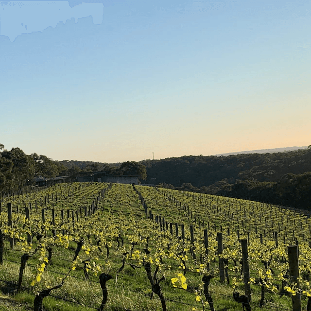 Buttermans Track Wines